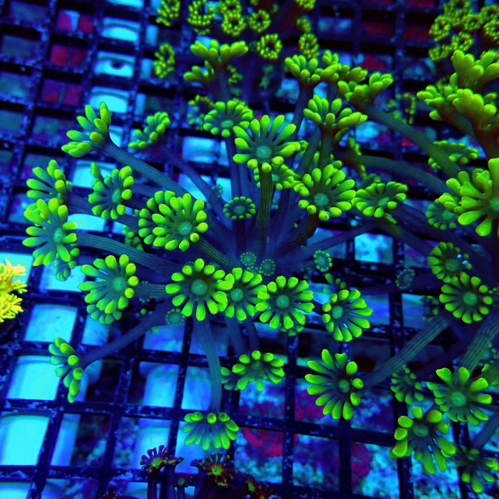Ultra Green Alveopora Frag