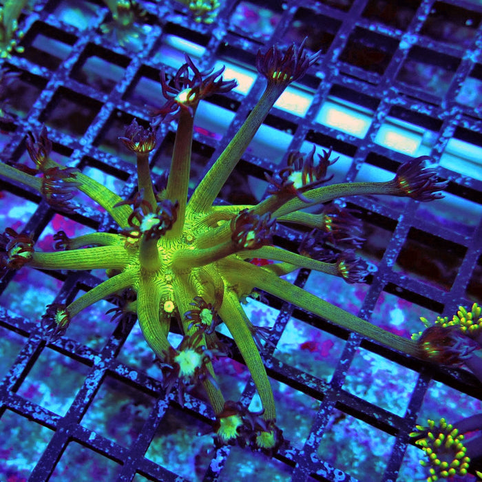 Fake Glitter Long Polyps Goniopora Frag