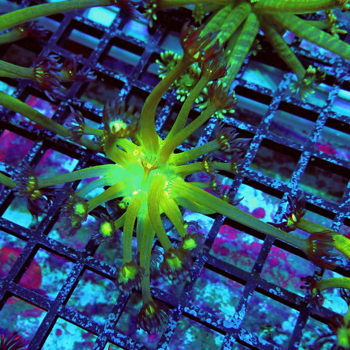 Fake Glitter Long Polyps Goniopora Frag