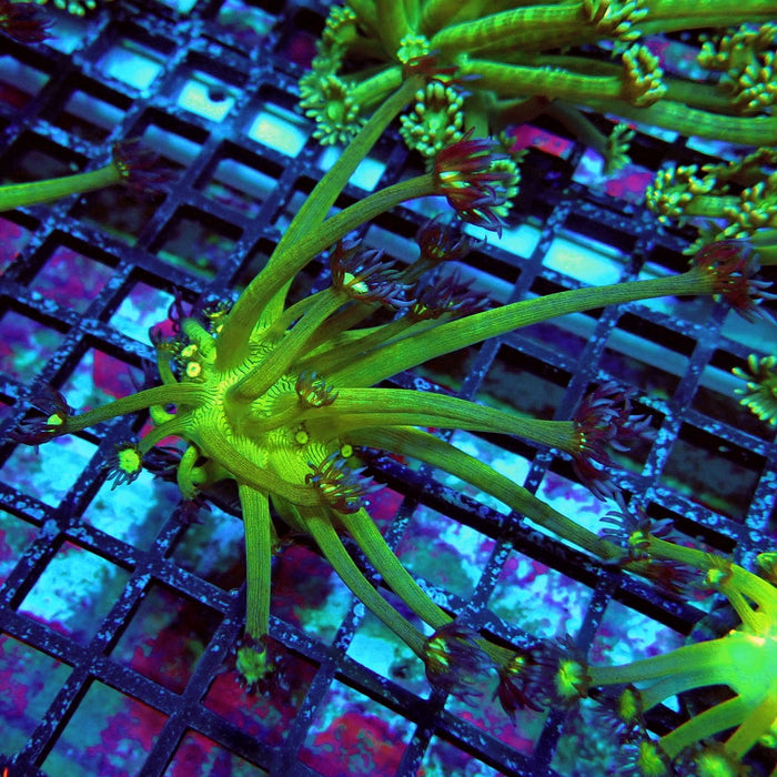 Fake Glitter Long Polyps Goniopora Frag