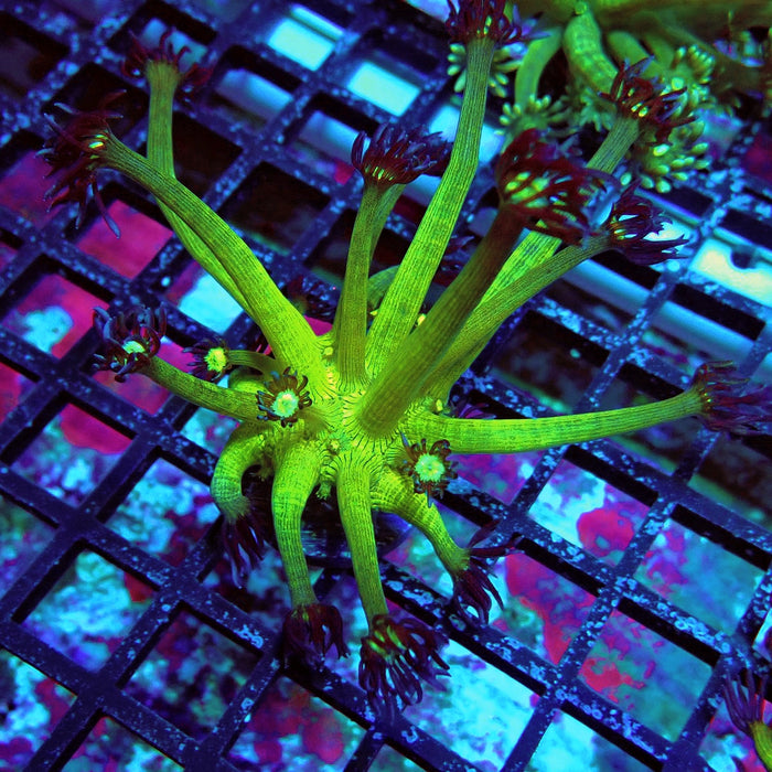Fake Glitter Long Polyps Goniopora Frag