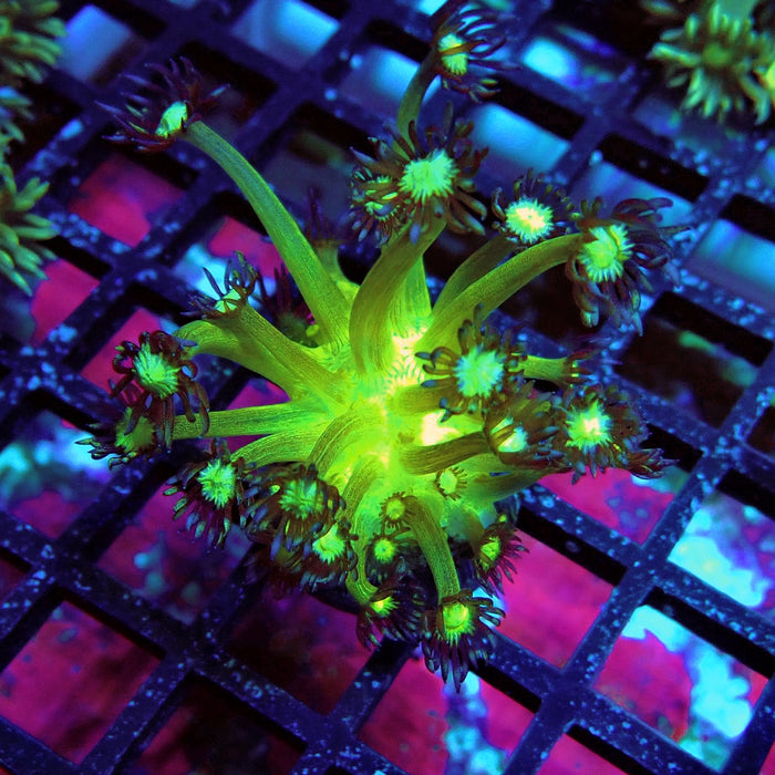 Fake Glitter Long Polyps Goniopora Frag