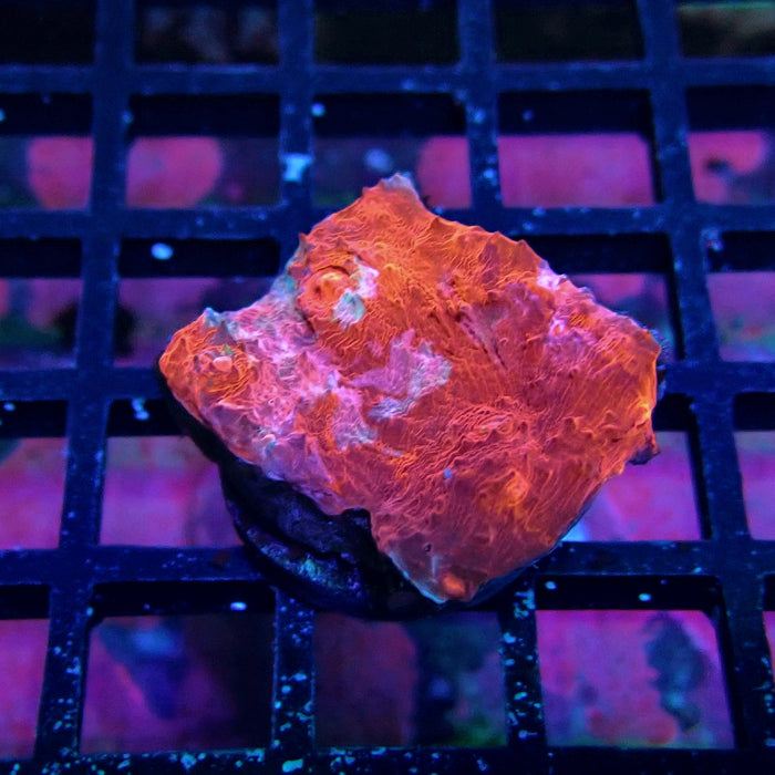 Chalice Coral Frag (2)