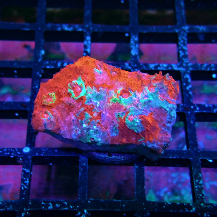 Chalice Coral Frag (2)
