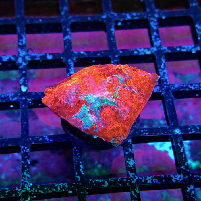 Chalice Coral Frag (2)