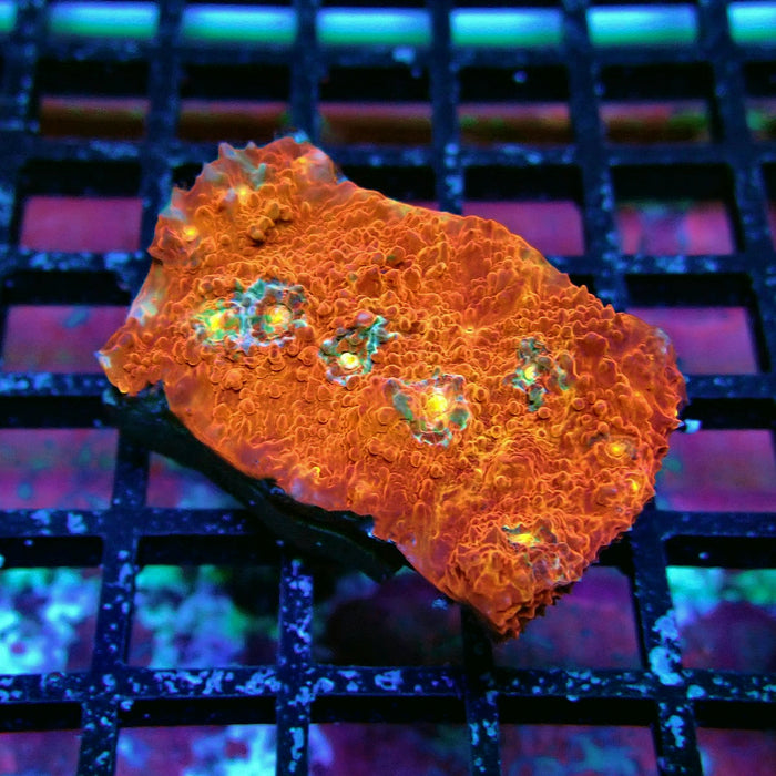 Chalice Coral Frag (3)