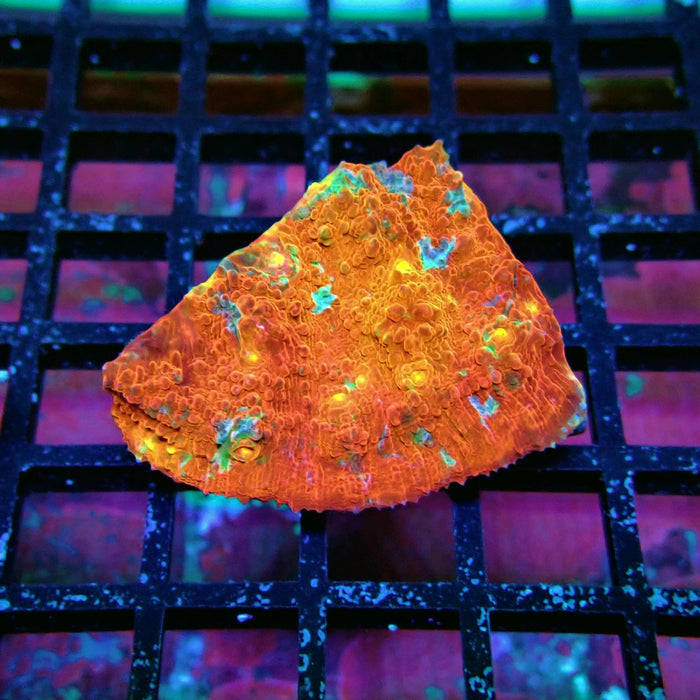 Chalice Coral Frag (3)