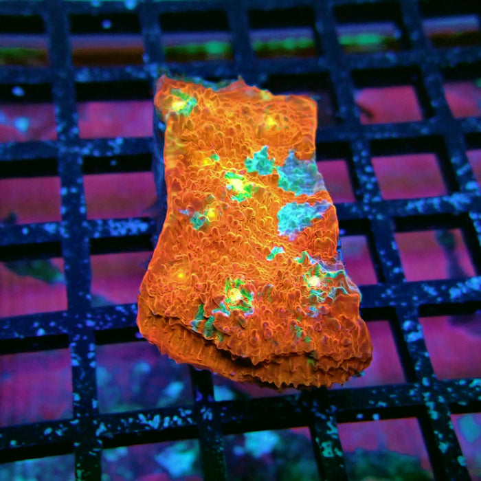 Chalice Coral Frag (3)