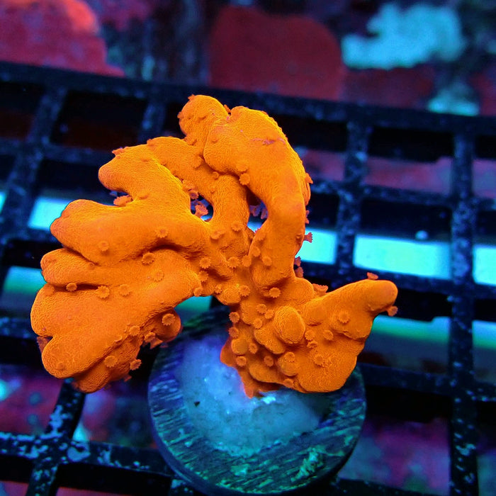 Setosa Red Green Grafted Monti