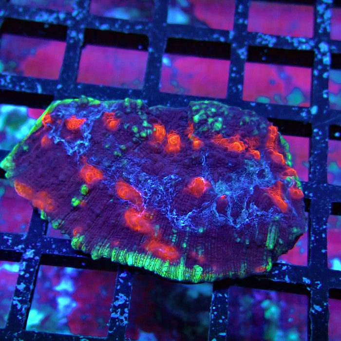 Chalice Coral Frag (5)