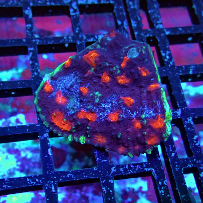 Chalice Coral Frag (5)