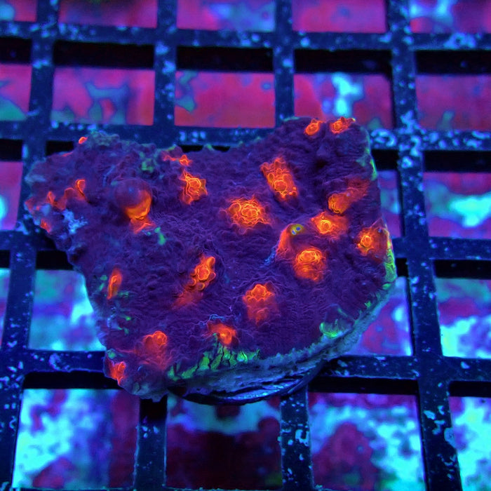 Chalice Coral Frag (5)