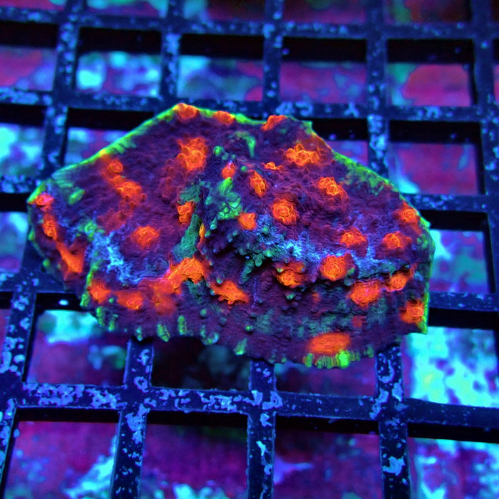 Chalice Coral Frag (5)