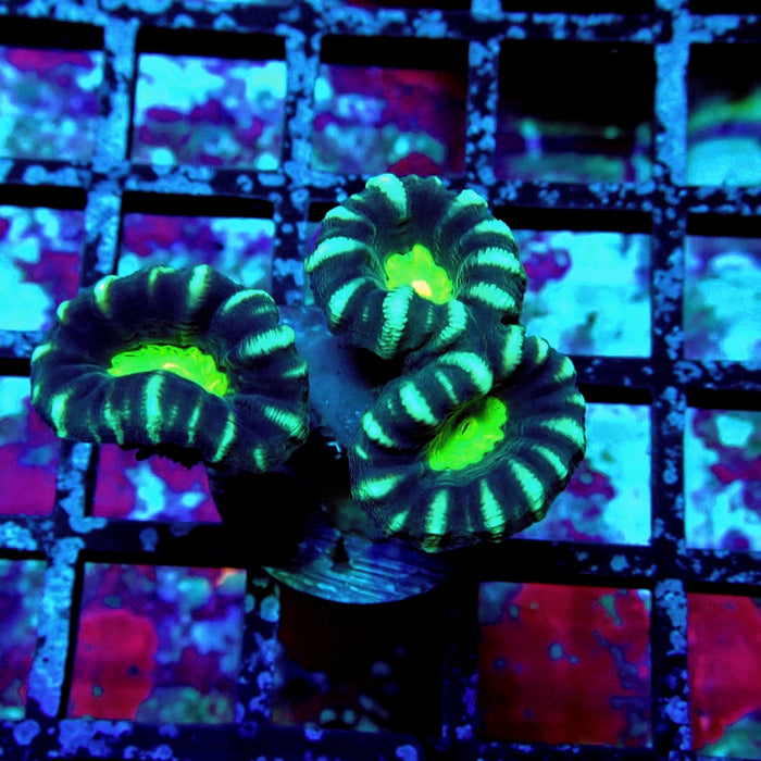 Striped Contrast Candy Kane