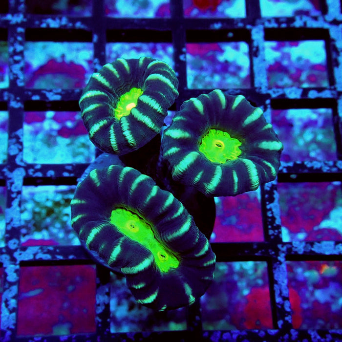 Striped Contrast Candy Kane