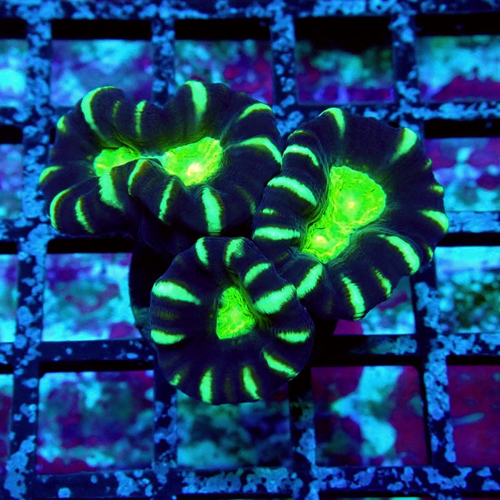 Striped Contrast Candy Kane