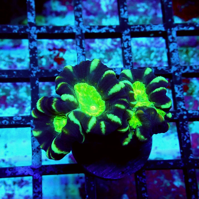 Striped Contrast Candy Kane