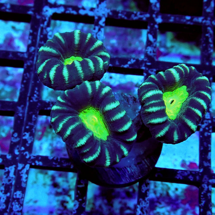 Striped Contrast Candy Kane