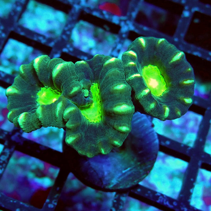 Striped Green Candy Kane