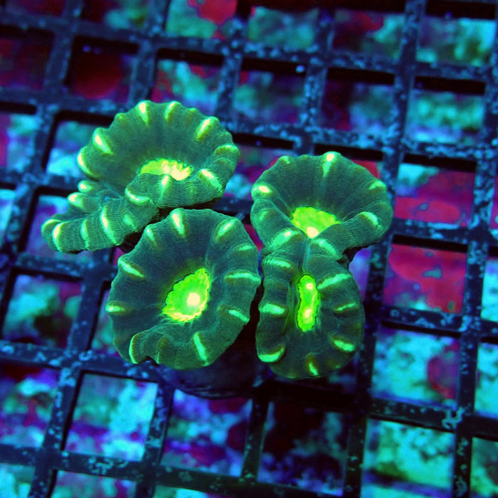 Striped Green Candy Kane
