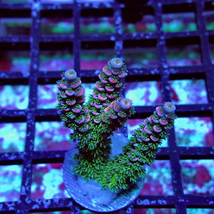 REx Green Blue Pink Scale Tenuis Acro