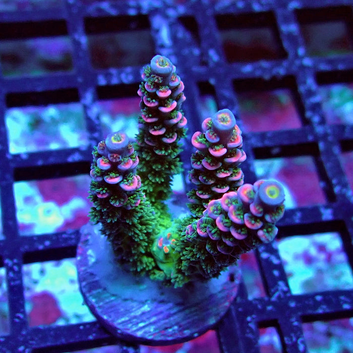 REx Green Blue Pink Scale Tenuis Acro