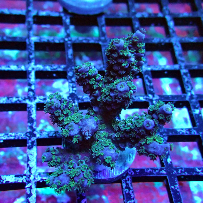 Green-Blue Tenuis Acro