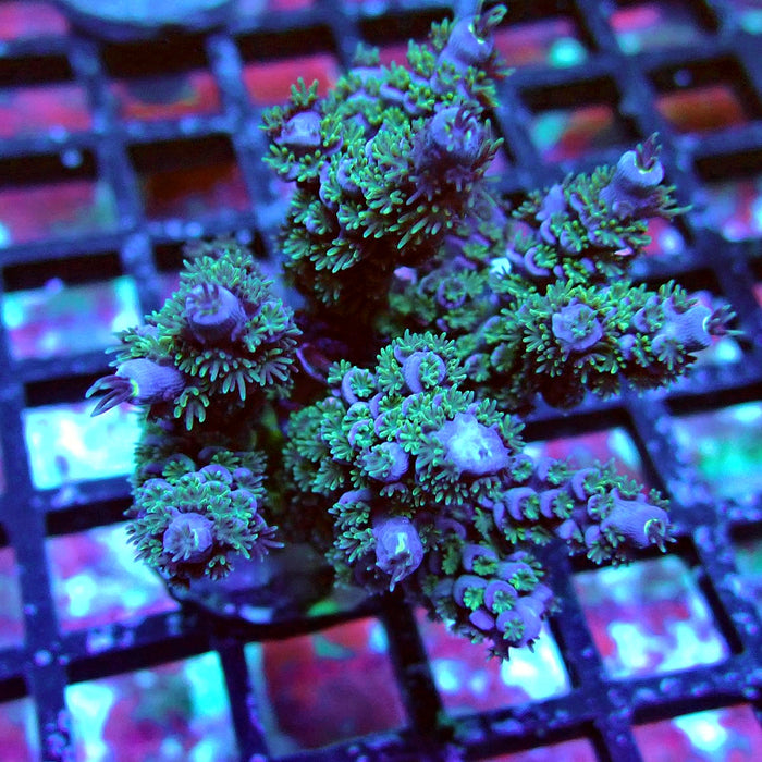Green-Blue Tenuis Acro