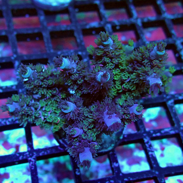 Green-Blue Tenuis Acro