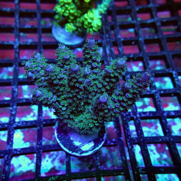 Green-Blue Tenuis Acro