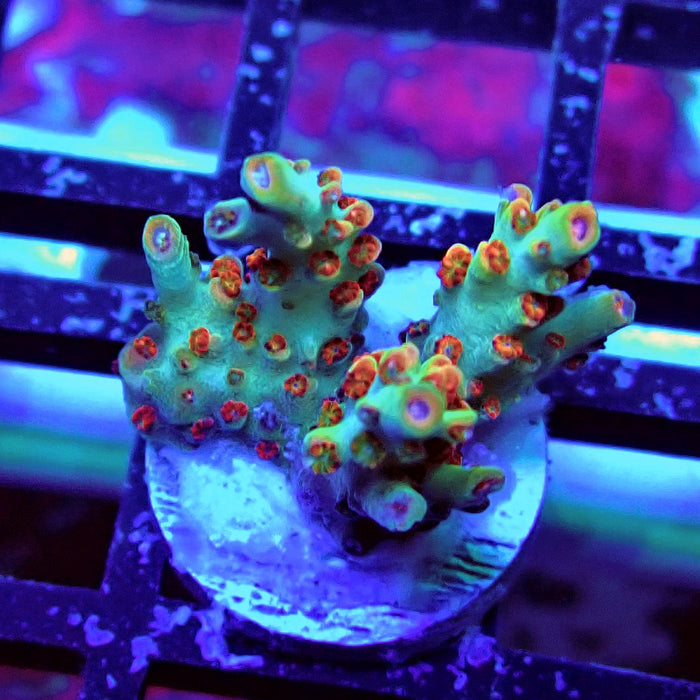 REx Red-Orange Firework Acro
