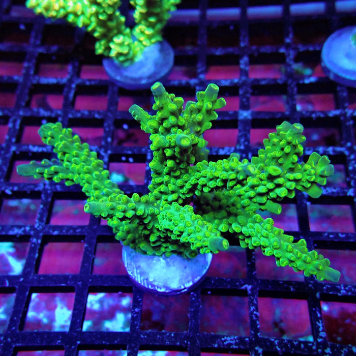 Aquaculture Colony Acro