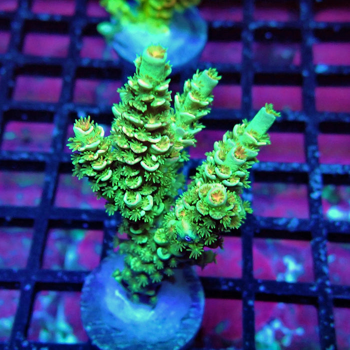 Green Orange Polyps Tenuis Acro