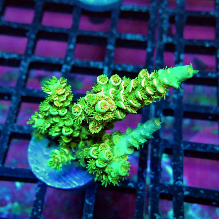 Green Orange Polyps Tenuis Acro