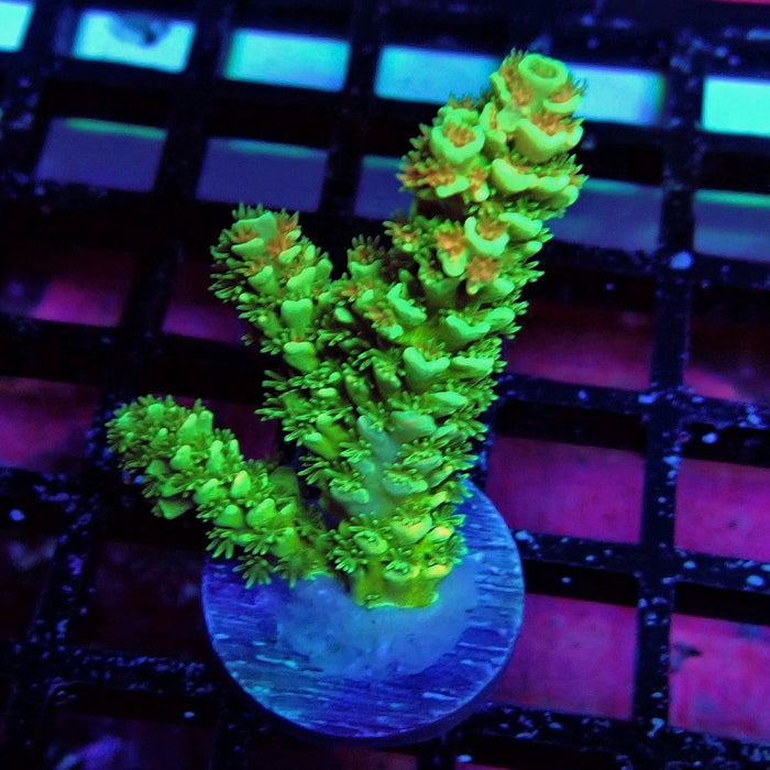 Green Orange Polyps Tenuis Acro