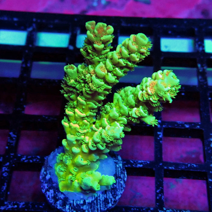 Green Orange Polyps Tenuis Acro