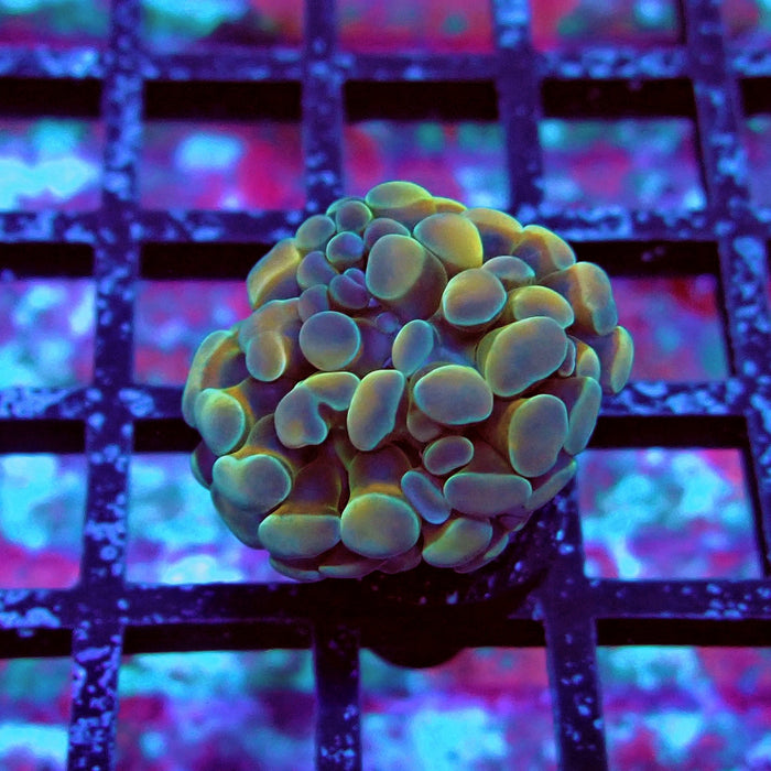 Hologram Hammer