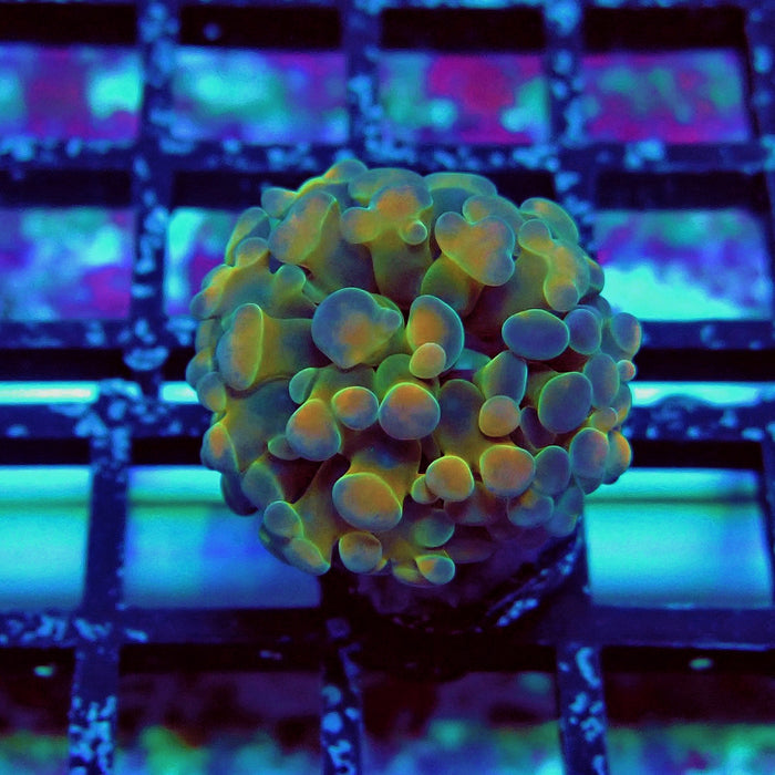 Gold Hologram Hammer