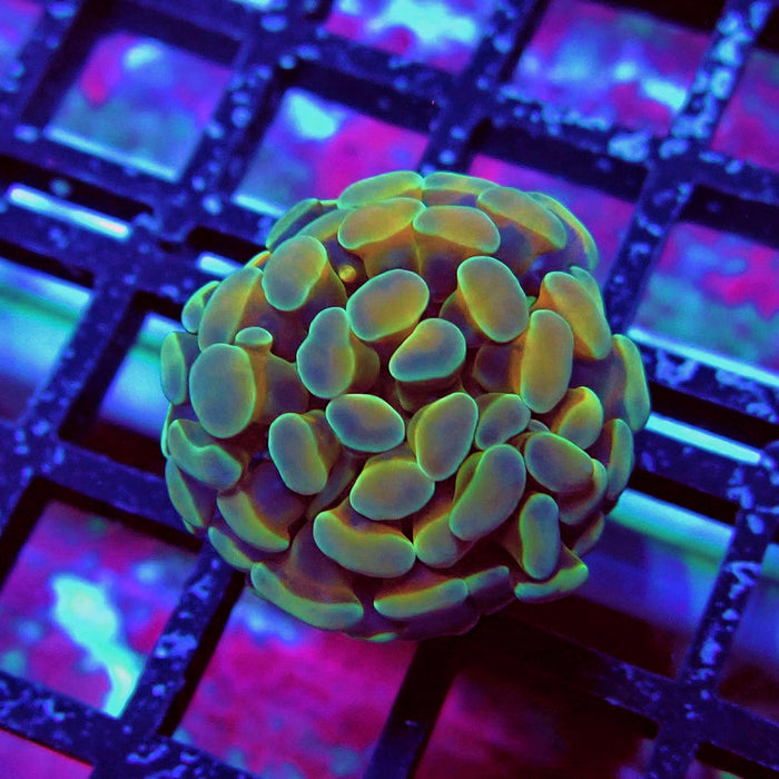 Gold Hologram Hammer