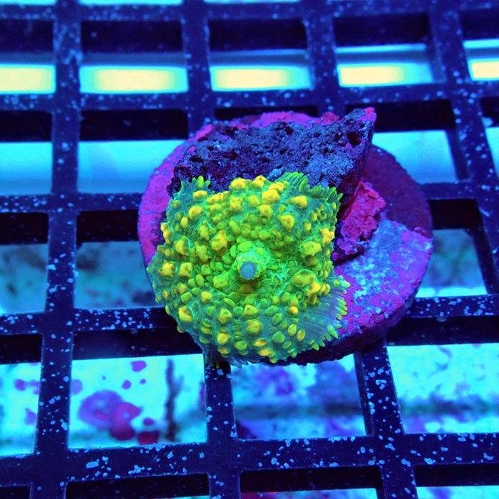 Super Grade Rhodactis