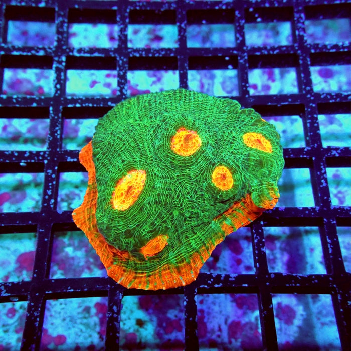 Chalice Frag