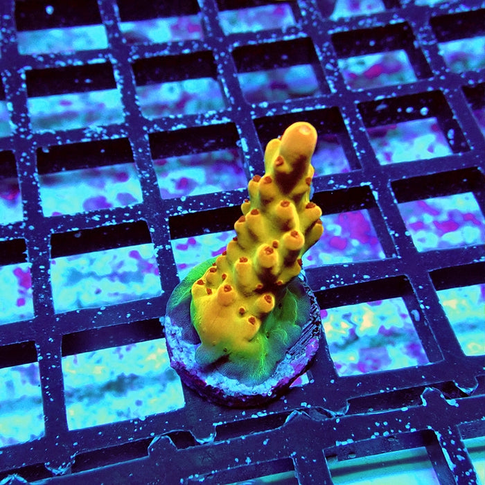 Acro Frag Aquaculture