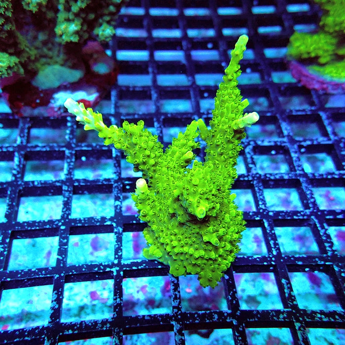 Acro Mini Colony