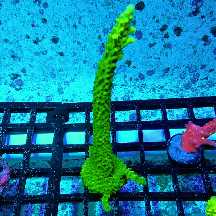 Acro Mini Colony