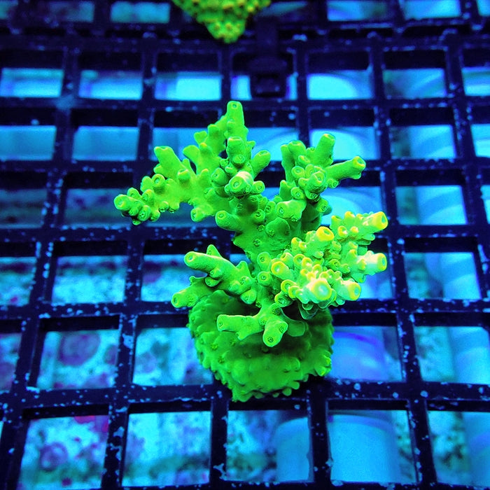 Acro Mini Colony