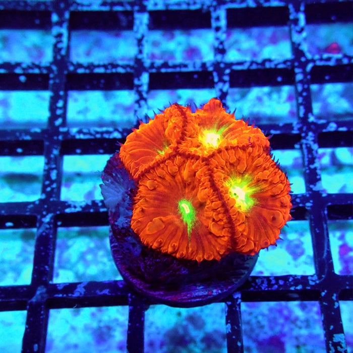 Blastomussa Frag