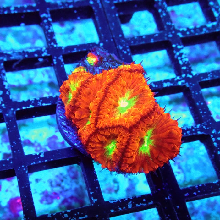 Blastomussa Frag