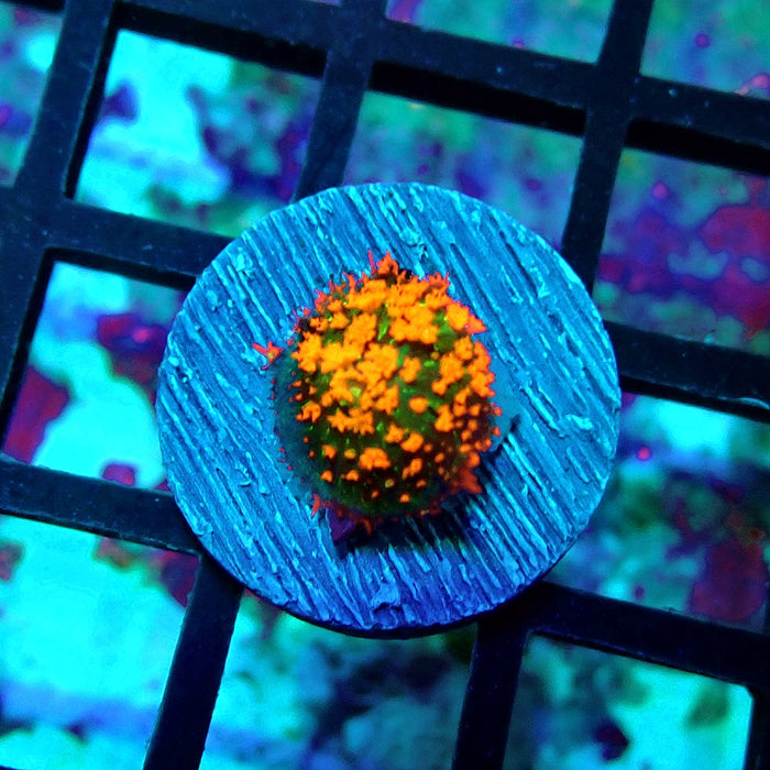 Ultra Premium Vibrant Mushroom