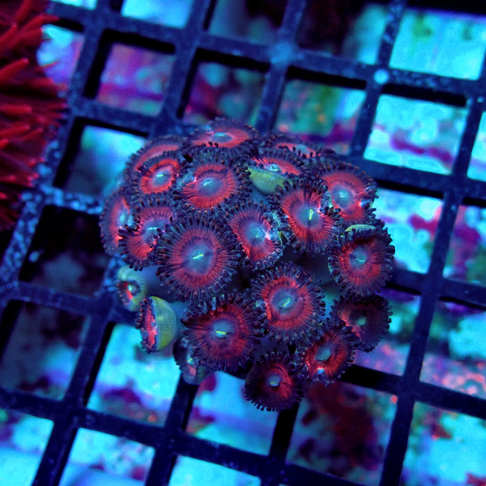 Ultra Zoas Frag