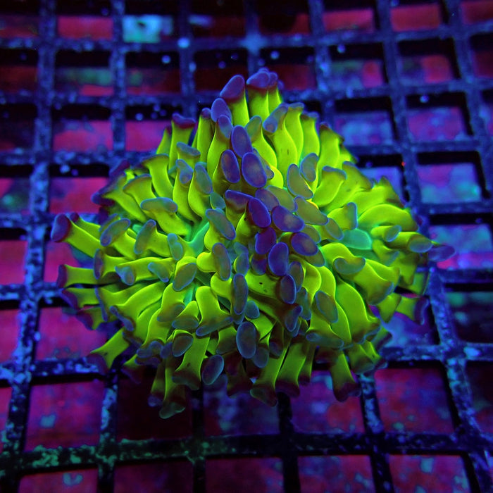 Blue Ultra Green Hammer